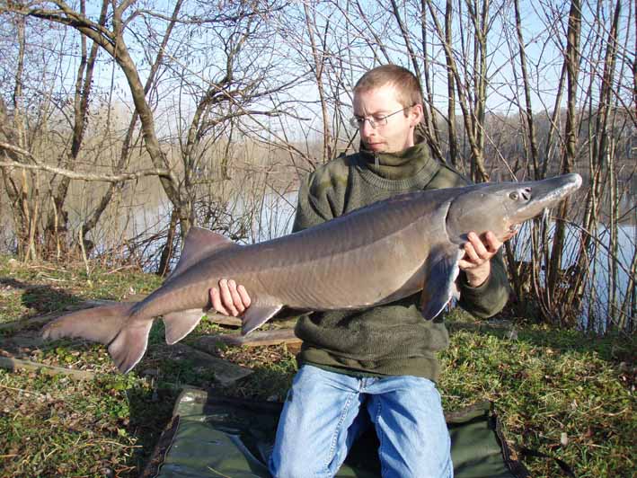 Esturgeon 19 kg